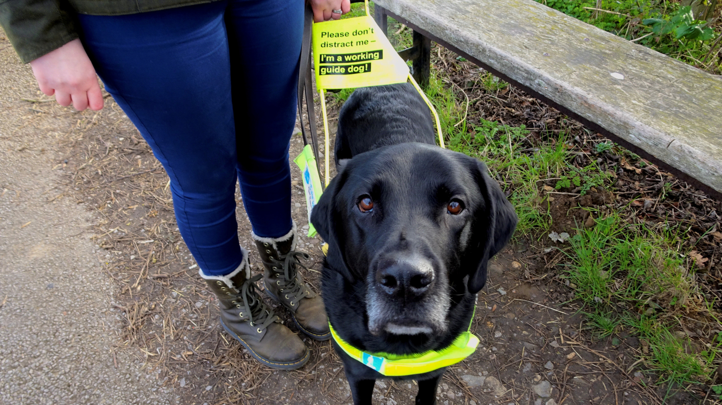 who picks up guide dogs poop uk
