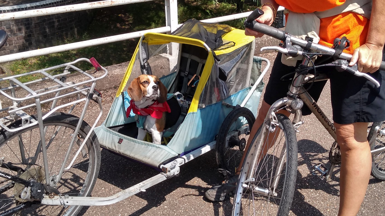 can you put dog in a human bike trailer