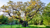 The Major Oak Tree in Sherwood Forest, England, propped up with wooden poles to support the weight.